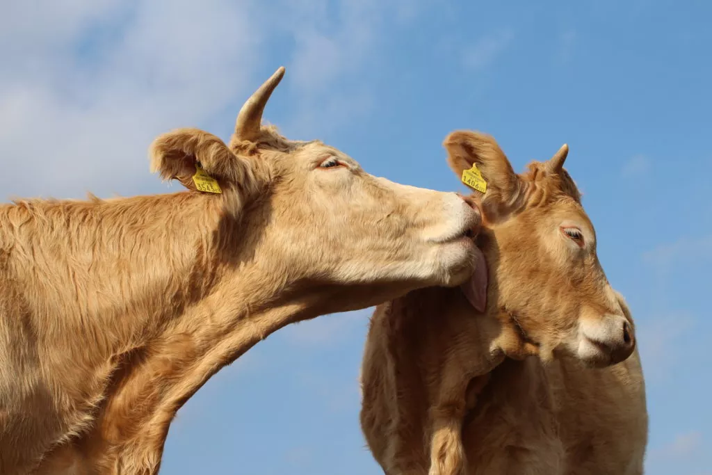 Blondvieh bei der Fellpflege mit Kalb