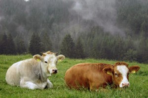 Blondvieh-Romagnola in der Wiese