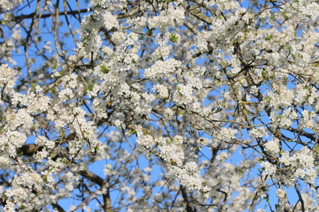 Blühender Apfelbaum
