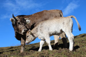 Braunvieh mit Kalb
