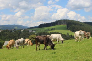 Bunte Rinder auf der Wiese