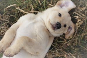 Cinna als Welpe am Rücken