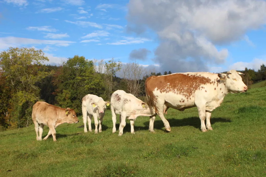 Ennstaler Bergscheken Familie