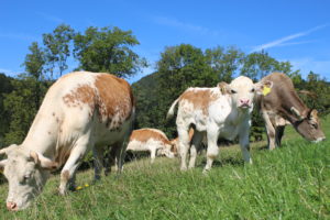 Ennstaler Bergscheken Kälber in der Wiese