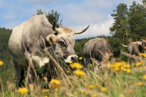 Grauvieh in der Blumenwiese