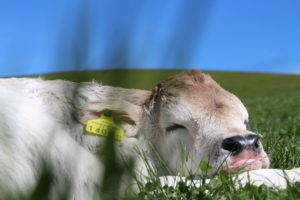 Grauvieh-Kalb macht ein Nickerchen
