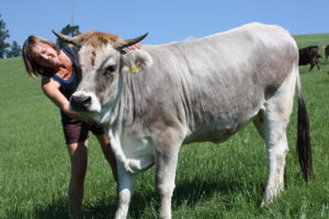 Grauvieh wird gestreichelt von Christa