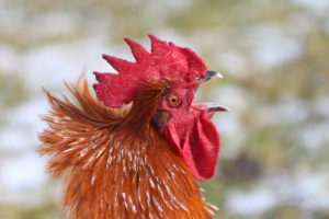 Hahn mit rotem Schopf