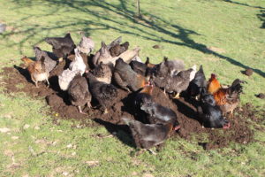 Hennen beim Umgraben