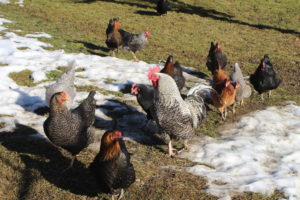 Hennen wandern im Schnee