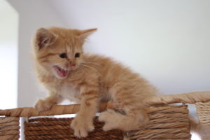 Kater Benji als Baby