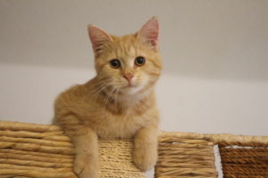 Kater Benji als Kind