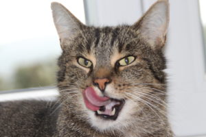 Kater Moritz zeigt die Zunge