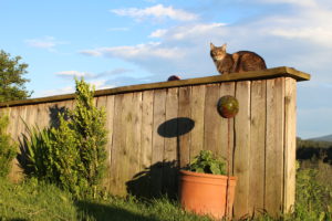 Katze entspannt in der Abendsonne