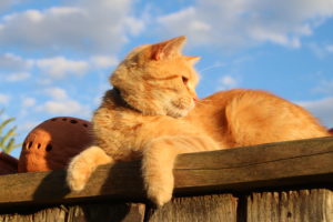 Kleiner Kater Benji sonnt sich
