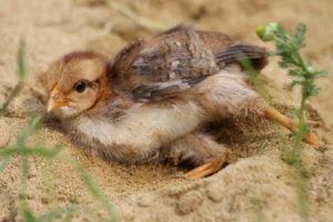 Küken im Sand