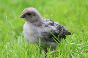 Küken in der Wiese Nahaufnahme