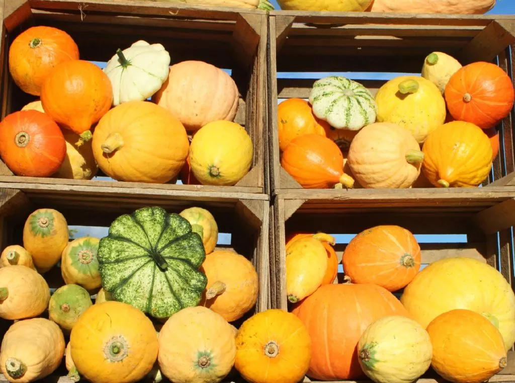 Kürbisse