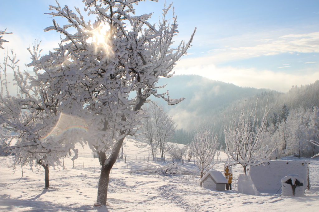 Obstgarten im Winter mit Schnee & Sonne