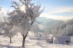 Obstgarten im Winter mit Schnee & Sonne