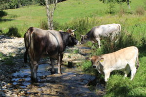 Rinder trinken am Bach