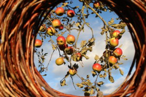 Schöne Äpfel in der Spätsonne