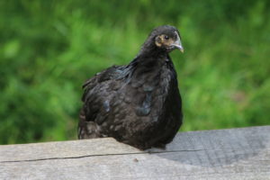 Schwarze Henne auf der Bank
