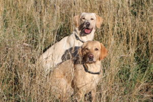 Unsere Hunde in der Strohwiese