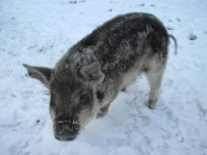 Wollschwein als Ferkel im Schnee