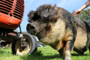 Wollschwein Grunatan wird gekämmt