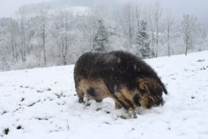 Wollschwein im Schnee