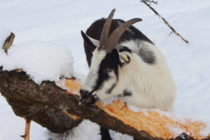 Ziege im Schnee mit Ast