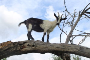 Ziege klettert auf Baum