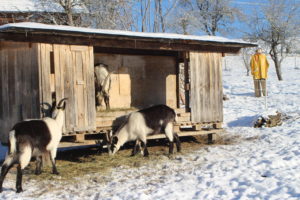 Ziegen mit ihrem Häuschen im Schnee